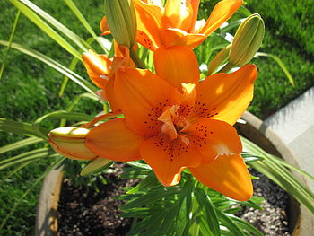 flowers in the mix 67, graphy, green, Lilies, Flowers, garden, orange HD wallpaper