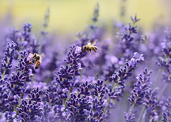 40, 000 best lavender , , Pexels stock , Nature's bounty HD wallpaper