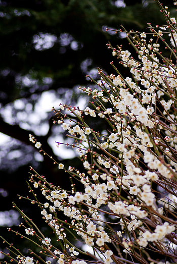 Flowers, Blur, Smooth, Branches, Bloom, Flowering, Spring HD phone wallpaper