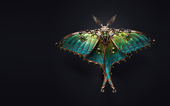 Moth in nature, Beautiful wings, Nighttime creature, Delicate patterns HD wallpaper
