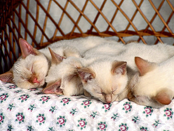 Animals, Lot, Sleep, Toddlers, Kids, Kittens, Are Sleeping HD wallpaper