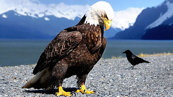 Animals, Birds, Mountains, Shore, Bank, Predator, Eagle, Crow HD wallpaper
