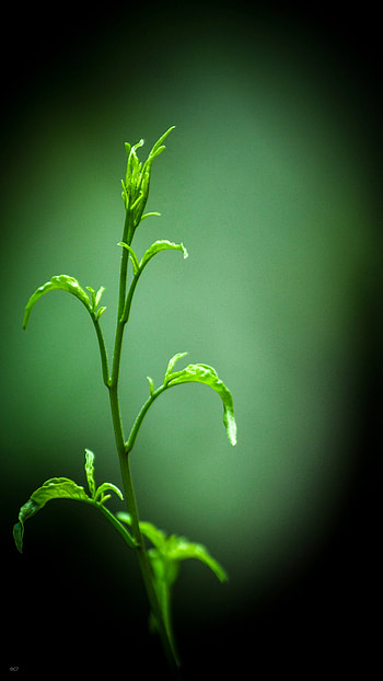 Dark Green plant, terrestrial_plant, liquid HD phone wallpaper