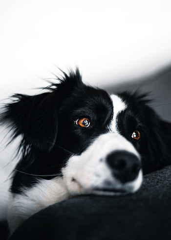 Animals, Dog, Muzzle, Pet, Sight, Opinion, Black And White, Black-And-White HD phone wallpaper