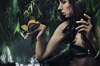 Beautiful butterfly, Beautiful, wood, butterfly, forest HD wallpaper