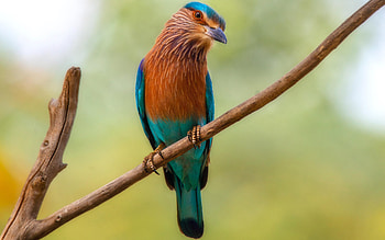 Bird, animal, branch, nature HD wallpaper
