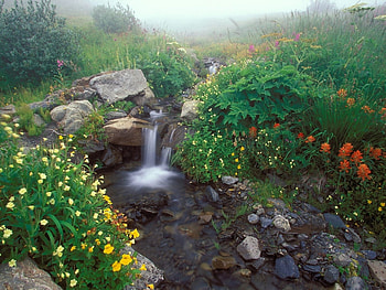 Landscape, Flowers, Waterfalls HD wallpaper