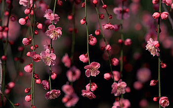 Plants, Flowers HD wallpaper