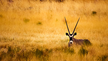 Savannah antelope, Majestic horns, Vibrant , Beautiful creature HD wallpaper