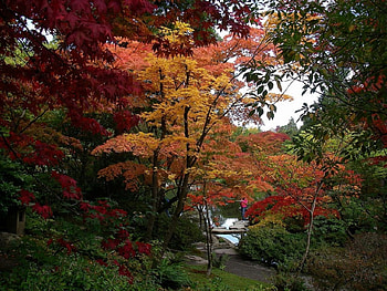 Autumn Park, trees, autumn, parks, nature HD wallpaper