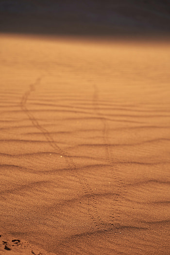 Nature, Sand, Desert, Blur, Smooth, Traces HD phone wallpaper