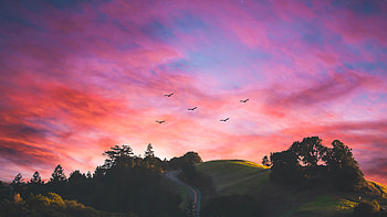 Horizons Of Nature, nature, graphy, birds, sunset, evening, sunrise, morning HD wallpaper
