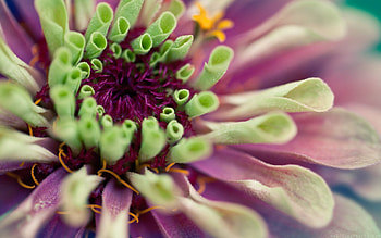 Grass, Flower, Plant, Macro HD wallpaper