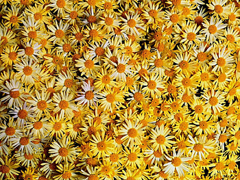 Plants, Flowers, Background, Camomile HD wallpaper