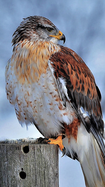 Ferruginous hawk, Winter snow, mobile HD phone wallpaper