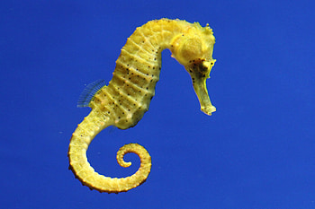 The common, Seahorses HD wallpaper