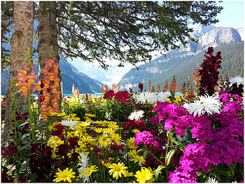 Summer at Lake Louise, Banff National Park, blossoms, trees, colors, flowers, canada, mountains, alberta HD wallpaper