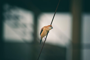 Animals, Bird, Blur, Smooth, Small, Wire HD wallpaper