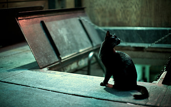 Halloween Cat, halloween, black, graphy, animals, stray, cats, spooky HD wallpaper