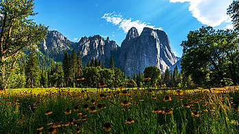 Wildflowers of Yosemite, summer, california, ska, blossoms, clouds, mountains, usa HD wallpaper