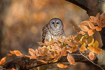Owl, bird, bufnita, autumn, pasari, orange, toamna, tree HD wallpaper