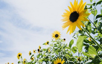 Sunflowers, flowers HD wallpaper