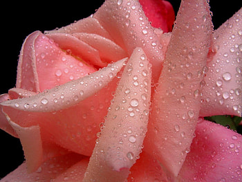 Drops, Macro, Rose Flower, Rose, Petals, Light Pink, Soft Pink HD wallpaper