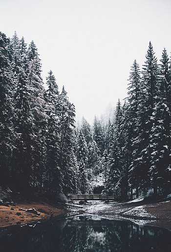 Landscape, Nature, Rivers, Pine, Snow, Forest, Bridge HD phone wallpaper