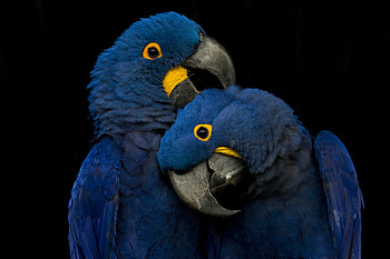 Parrots, papagal, hugs, blue, black, bird, cute, valentine, partot, love, yellow, couple, pasari, parrot HD wallpaper