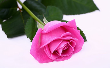 Plants, Flowers, Roses HD wallpaper