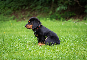 Animals, Dog, Nice, Sweetheart, Puppy, Rottweiler HD wallpaper