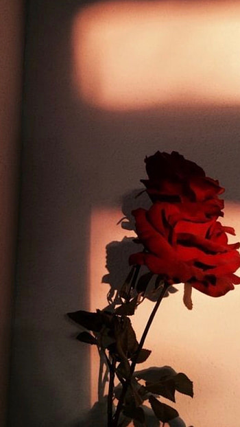 Rose Aesthetic, Red, Flower HD phone wallpaper