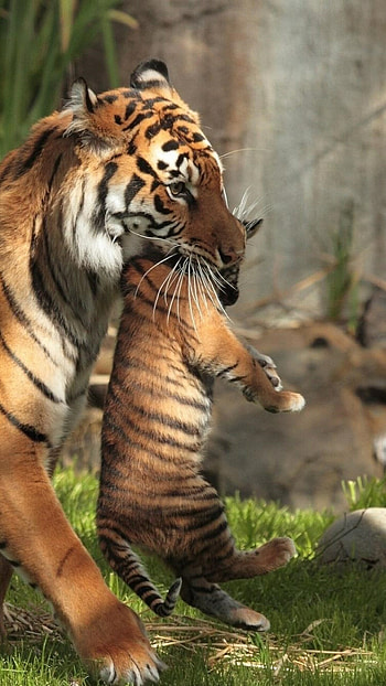 Tiger carrying cubs, Protective journey, Tender moments, Family bond HD phone wallpaper