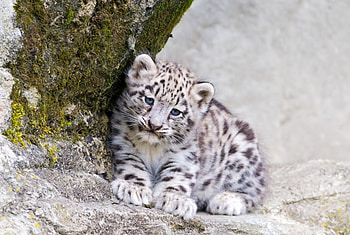 *** Small Irbis ***, animal, irbis, small, animals HD wallpaper