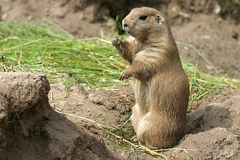 Get Rid of Prairie Dogs, Pest control methods HD wallpaper
