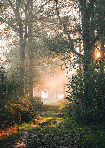 Forest, Nature, Sun, Rays, Beams, Branches, Path HD phone wallpaper