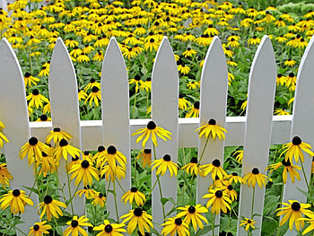 Flowers, Fence, Garden, Rudbekia, Rudbeckia HD wallpaper