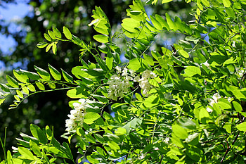 Blossoming acacia, Tree , , Creative commons license HD wallpaper