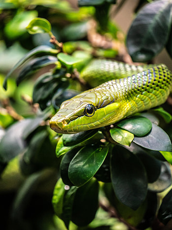 Animals, Reptile, Snake, Scales, Scale HD phone wallpaper