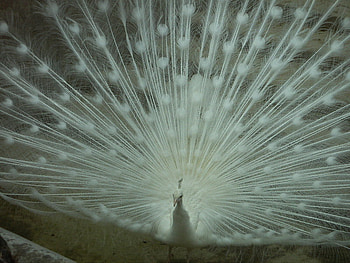white peacock, white, nature, peacock, bird HD wallpaper