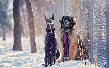 Winter fashion, dog, winter, animal, white, purple, snow, couple, scarf, caine HD wallpaper