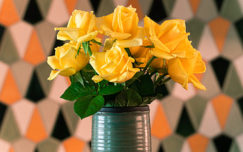 Yellow Roses, vase, rose, flower, yellow HD wallpaper