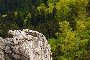 Large Rock in the Forest, Nature, Landscapes, Forests, Rocks HD wallpaper