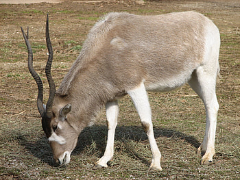 Animals, Desert animals, Wildlife animals, Addax HD wallpaper