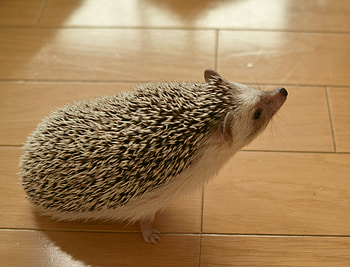 Animals, Thorns, Prickles, Hedgehog, Curiosity HD wallpaper