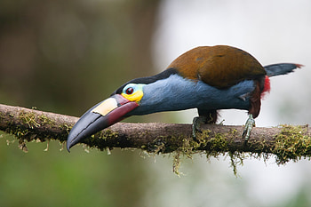 Plate Billed Mountain Toucan, toucan, plate, mountain, billed HD wallpaper