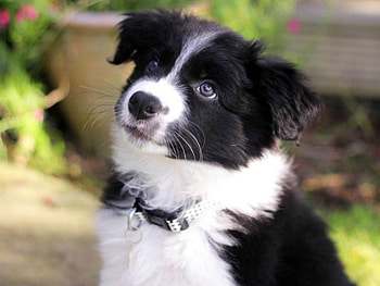 BORDER COLLIE, BORDER, CUTE, COLLIE, DOG HD wallpaper