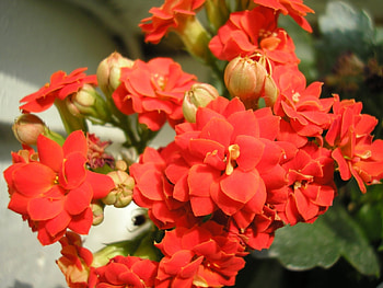 Plants, Flowers HD wallpaper