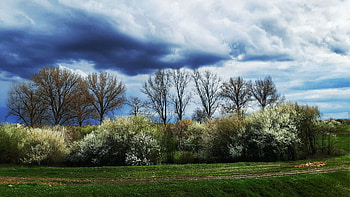 First Spring Blossoms, fog, bush, blossoms, clouds, trees, landscape HD wallpaper