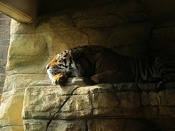 Tiger Sleeping Closed Eyes , tiger, animals HD wallpaper